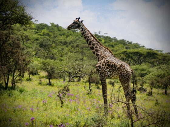 Giraffe in the Ngorongoro Conservation Area in Tanzania, FVAI safari