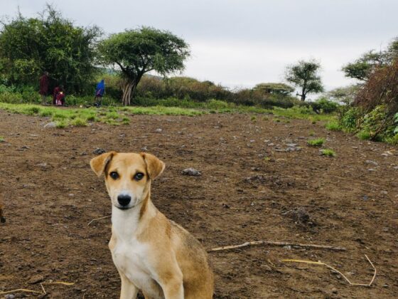 Dog in a Maasai boma in Tanzania, FVAI safari