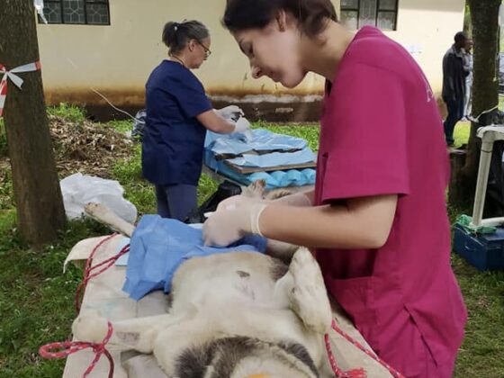 Pauline, veterinary student, operating on a dog in Tanzania