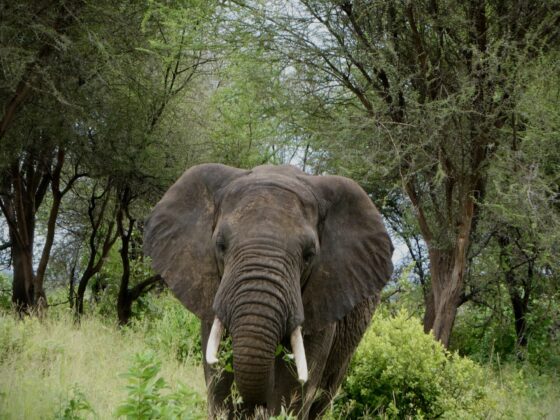 Elephant at Tarangire, FVAI safari, Tanzania