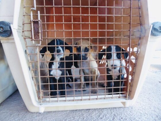 Puppies at FVAI clinic in Loreto