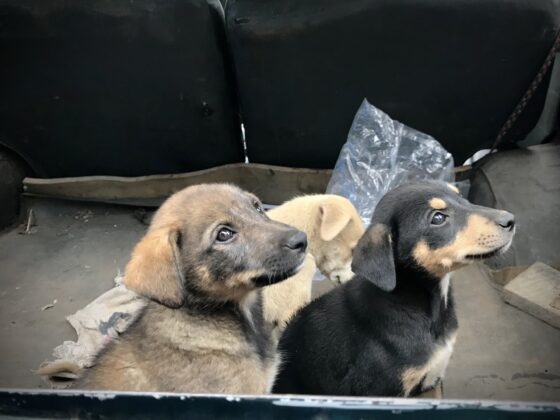 Puppies at FVAI's clinic in Tanzania