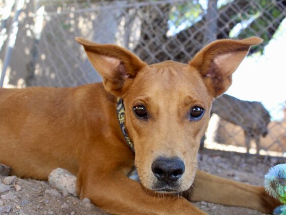 One of our favorite dog at Animalandia shelter in Loreto