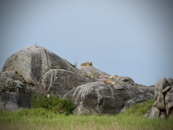 Lions lying on a kopje in Tanzania, FVAI safari