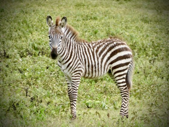 Baby zebra in Tanzania, FVAI safari
