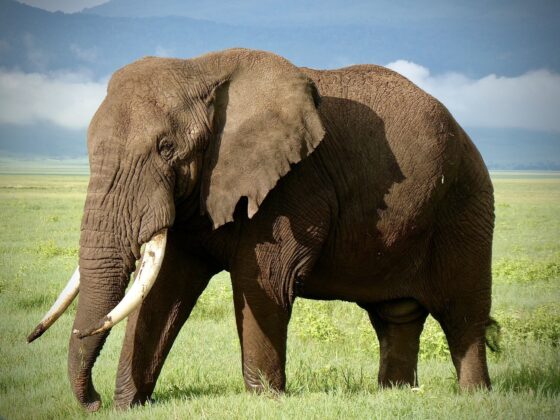 Elephant in the Ngorongoro Crater, FVAI safari