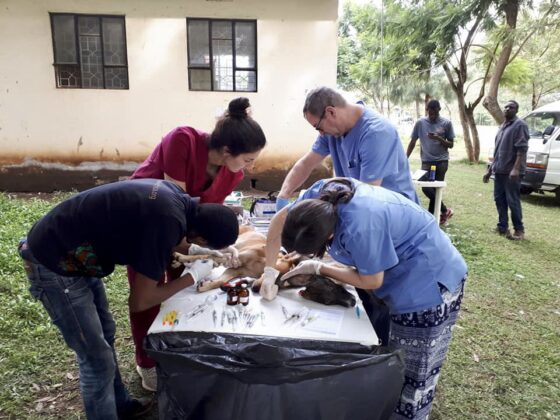 Pre-op station at FVAI's veterinary clinic in Tanzania