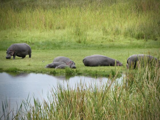 Hippopotamuses in the Ngorongoro crater, FVAI safari, Tanzania