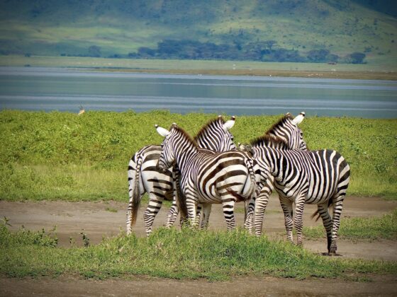 Zebras in the Ngorongoro Crater, FVAI safari, Tanzania