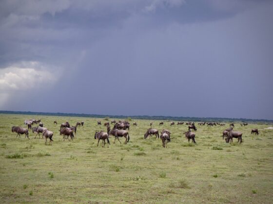 Gnus and stormy skies in the Serengeti, FVAI safari, Tanzania