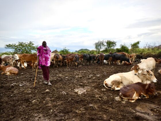 Chief of a Maasai boma and his herd of cattle, FVAI safari, Tanzania