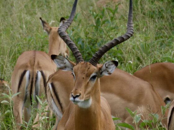 Impalas, FVAI safari, Tanzania