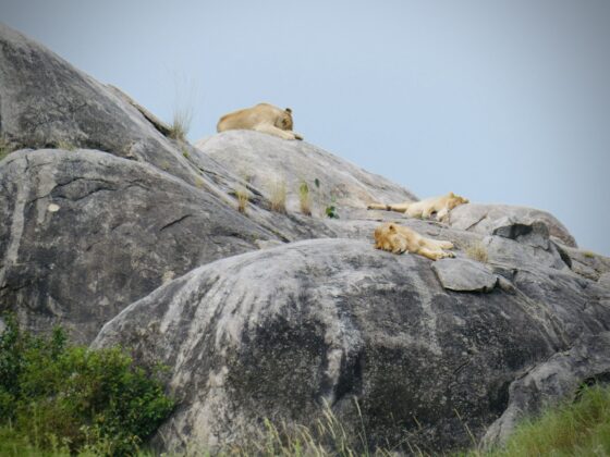 Two lions lying on a kopje in Tanzania, FVAI safari