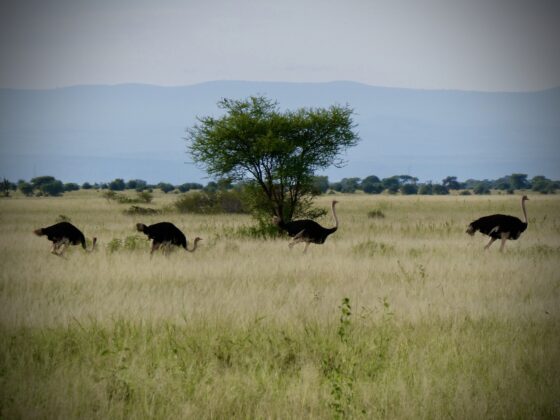 Ostriches in the Serengeti, FVAI safari, Tanzania