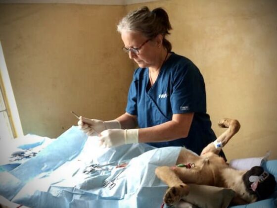 Dr. Marie, FVAI volunteer veterinarian in surgery in Tanzania