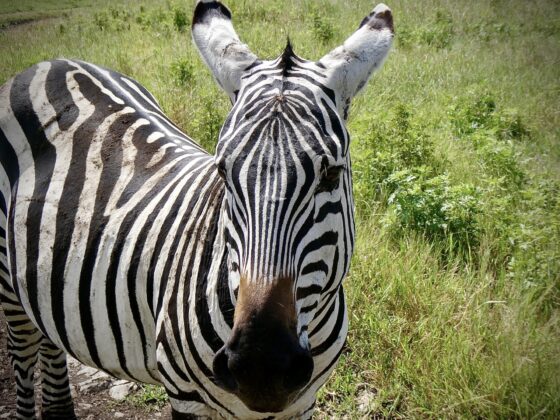 Magnificent zebra in the Ngorongoro Crater, FVAI safari, Tanzania