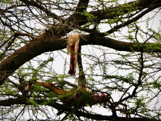 A leopard brings his prey up into a tree in order to devour it, FVAI safari, Tanzania