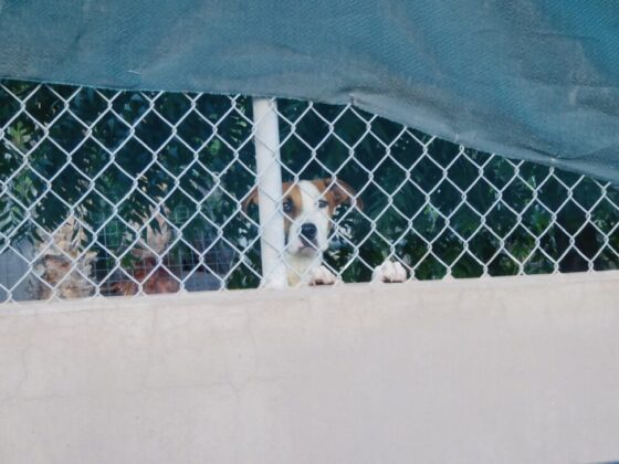 Cute dog at the shelter Animalandia in Loreto