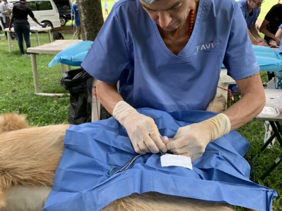 Canine castration at FVAI's clinic in Tanzania