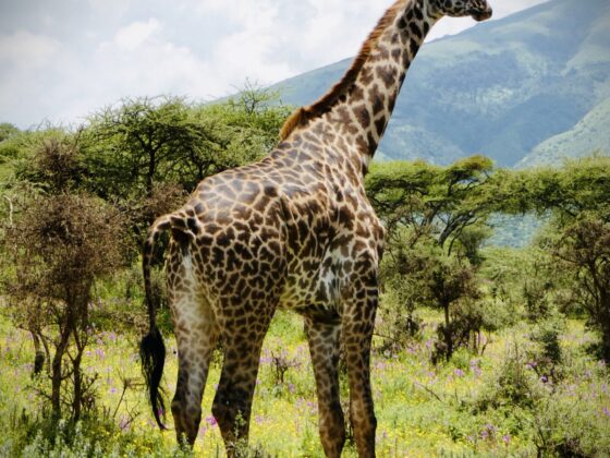 Giraffe in the Ngorongoro Conservation Area in Tanzania, FVAI safari