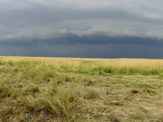 Stormy skies in the Serengeti, FVAI safari, Tanzania