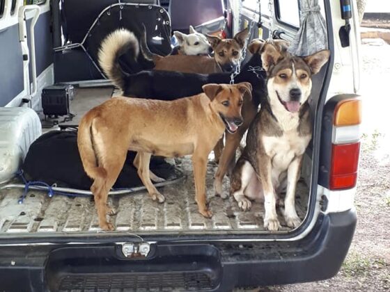 Street dogs at FVAI's clinic in Tanzania