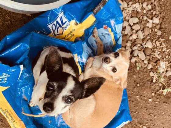 Cute Chihuahuas at the shelter Animalandia in Loreto