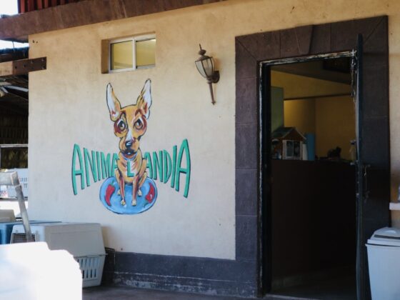 Clinic entrance of the shelter Animalandia