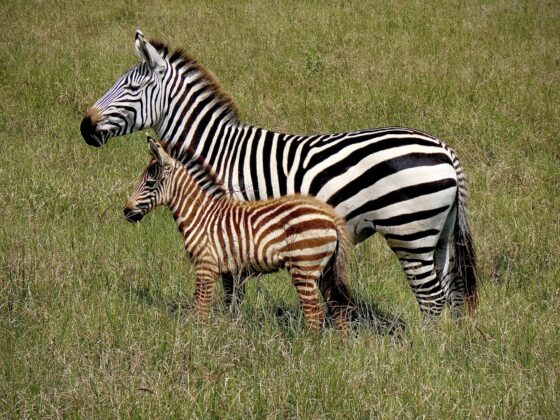 A Mama zebra and her baby, FVAI safari, Tanzania