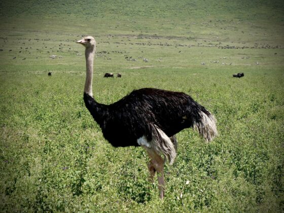 Ostrich in the Ngorongoro Crater