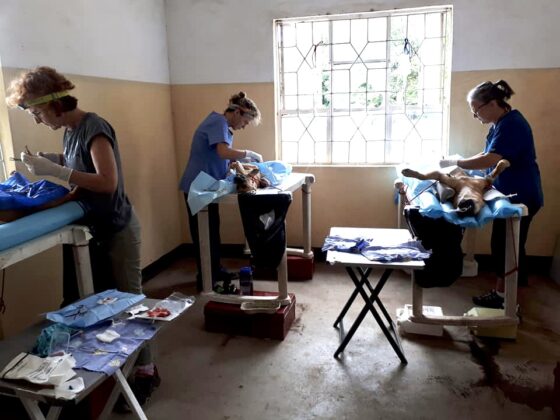 Surgery station at FVAI's veterinary clinic in Tanzania