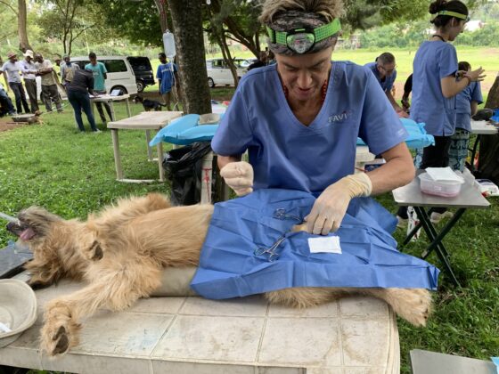 Canine castration at FVAI's clinic in Tanzania