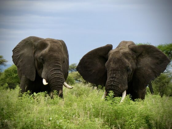 Elephants at Tarangire, FVAI safari, Tanzania