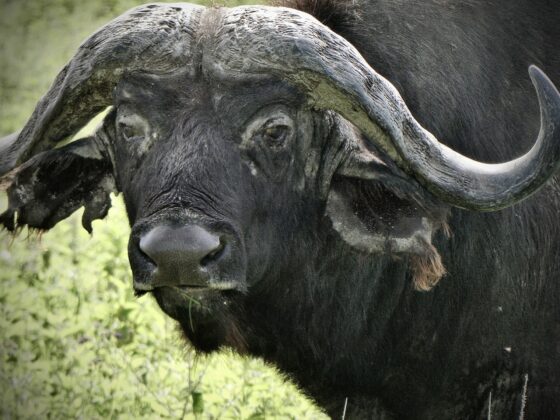 Cape buffalo in Tanzania