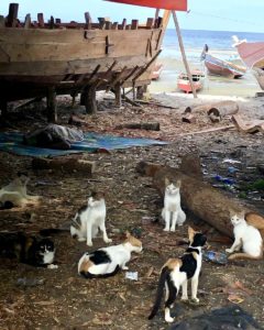 Cat colony in Zanzibar