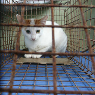 A cat in a cage trap in the Galapagos Islands