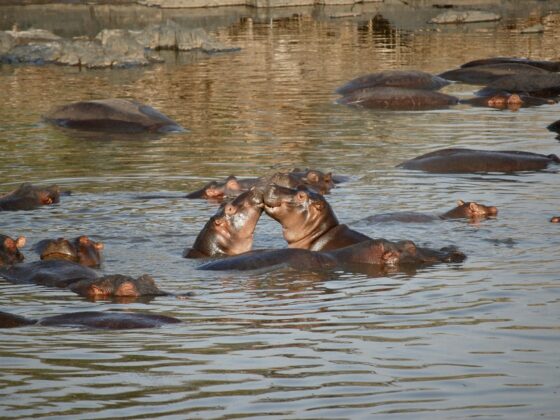 Hippos kissing!