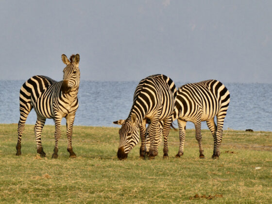 Zebras on the shores of Lake Manyara in Tanzania during a safari with FAVI