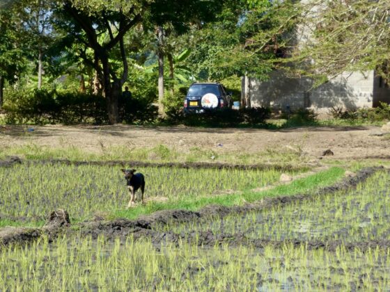 A dog hangs out in a rice field in Tanzania