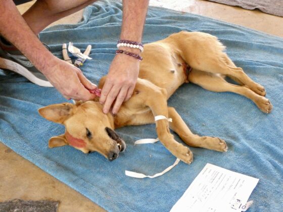 All dogs operated on by FAVI receive a collar at recovery