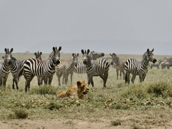Lioness blocks the zebras' access to the waterhole