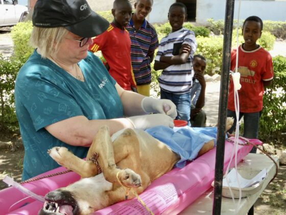 Outdoor surgery with FAVI in Tanzania