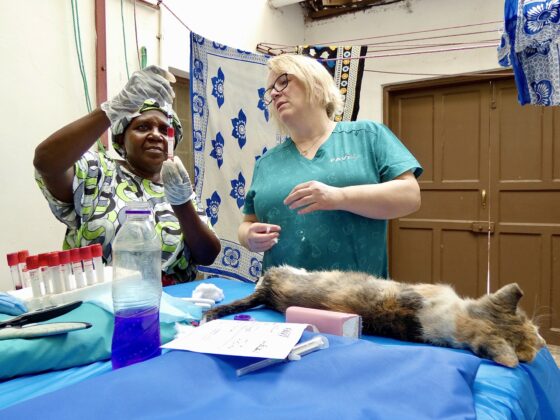 Taking blood sample from a cat for the toxoplasmosis project at Sokoine University
