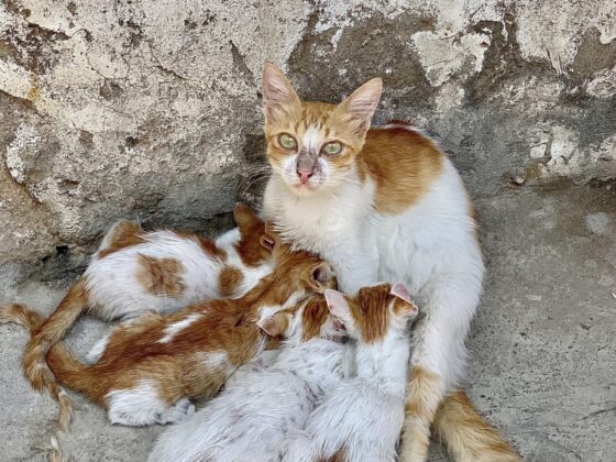A cat and her kittens in the streets of Stone Town, Zanzibar