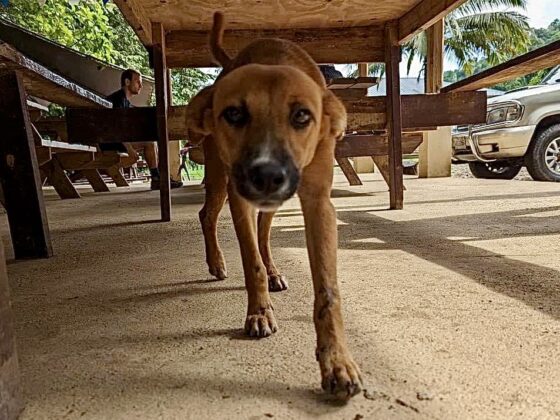 A free-roaming dog in San Ignacio, Belize