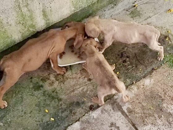 Hungry puppies in the streets of San Ignacio, Belize