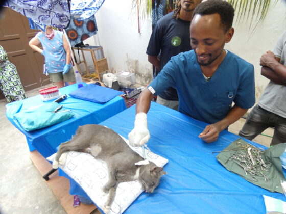 Dr Abdi deworming a cat after the surgery