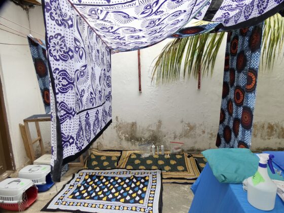 Recovery station at FAVI cat clinic in Stone Town, Zanzibar
