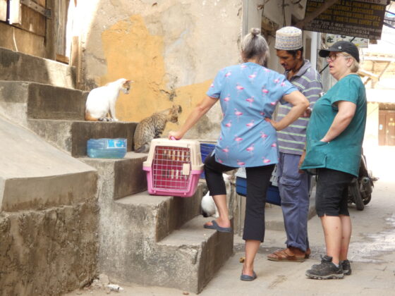 One of the cat guardians of Stone Town, Zanzibar with Dr Simard and Dr Munn from FAVI