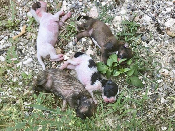 Newborn puppies found at the San Ignacio bus station. Only one survived.